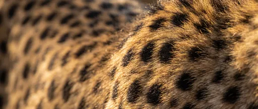 Golden Hour Cheetah Fur Macro