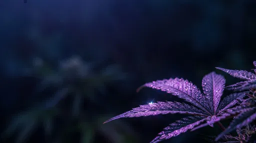 Purple Cannabis Leaf With Water Droplets