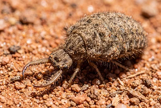 Macro Close-Up of Antlion Larva on Sand