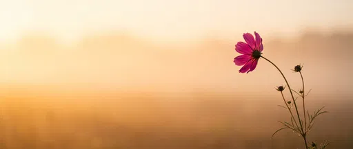 Magenta Cosmos Flower in Golden Mist