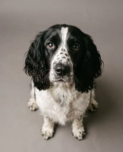 Black and White Springer Spaniel Studio Portrait