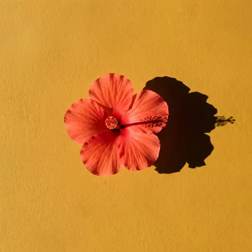 Coral Hibiscus on Ochre Background