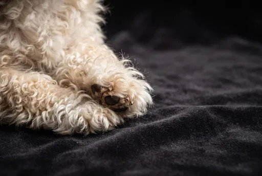 Close-Up of Fluffy Cream Dog Paw
