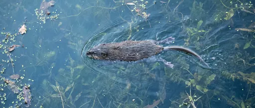 Overhead View of Swimming Muskrat