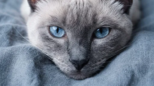 Close-Up of Blue Point Siamese Cat