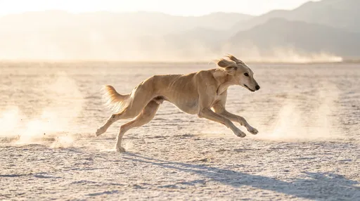 Persian Hound Sprinting Across Salt Flat