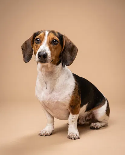 Tricolor Dachshund Portrait on Beige Backdrop