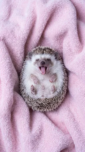 Cute Hedgehog Yawning on Pink Towel