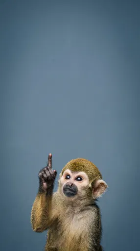 Squirrel Monkey Pointing Up in Studio