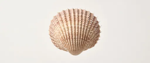 Isolated Spiny Cockle Seashell Studio Shot