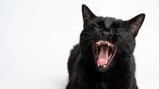 Black Cat Yawning Against White Background