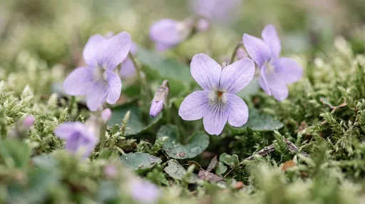 Macro of Pale Purple Violets in Moss