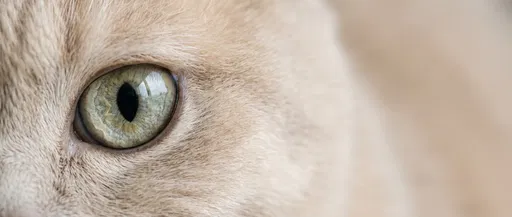 Macro Close-Up of Cream Cat Eye