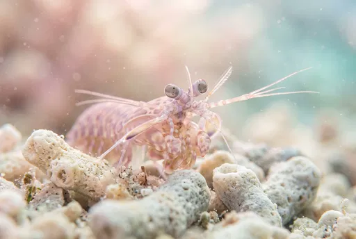Pink Mantis Shrimp on Coral Rubble