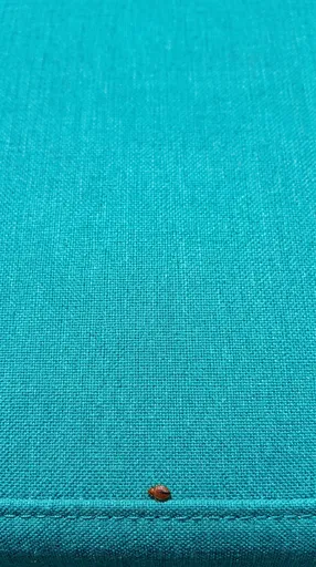 Bed Bug on Teal Upholstered Cushion