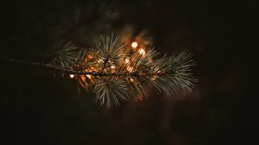 Pine Branch With Warm Bokeh Lights