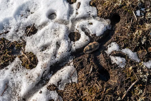 Lemming in Melting Tundra Snow Trench