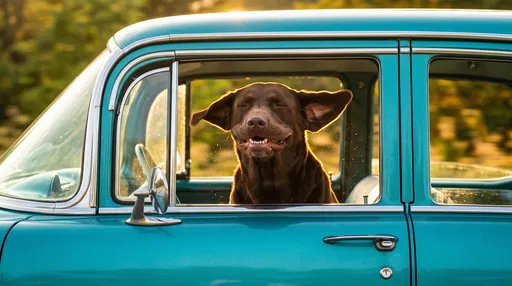Happy Chocolate Labrador in Vintage Turquoise Car