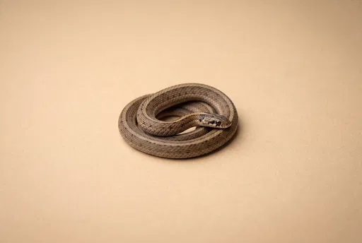 Curled Brown Snake on Warm Beige Background