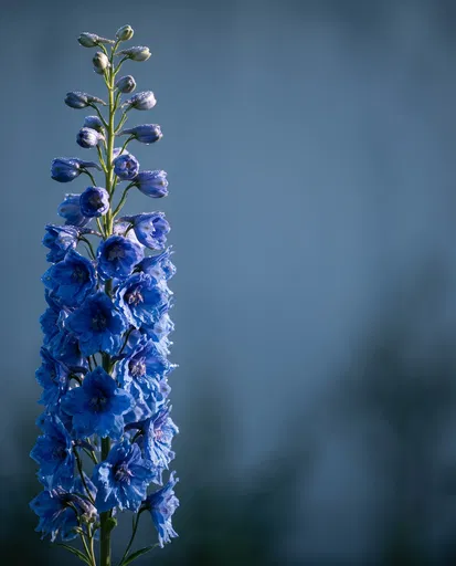 Blue Delphinium Stem with Copy Space