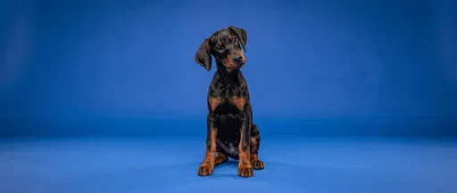 Doberman Puppy on Blue Studio Background