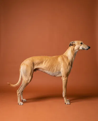 Golden Greyhound Profile on Terracotta Backdrop