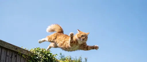 Orange Cat Leaping From Garden Fence