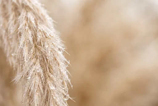 Dewdrops on Beige Pampas Grass
