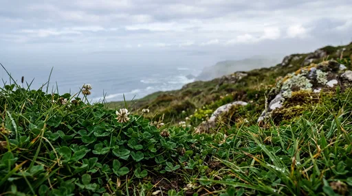 Wild Clover on Misty Coastal Hillside