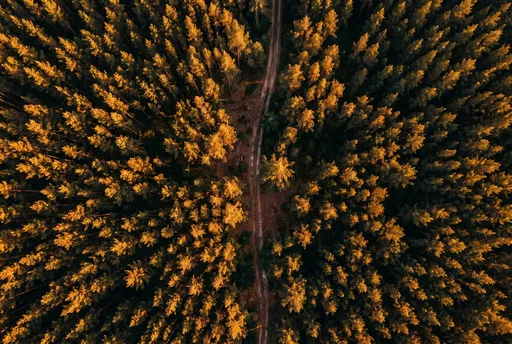 Aerial View of Golden Pine Forest