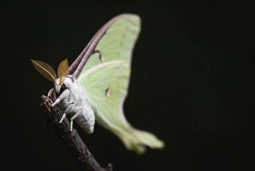 Luna Moth Macro on Black Background