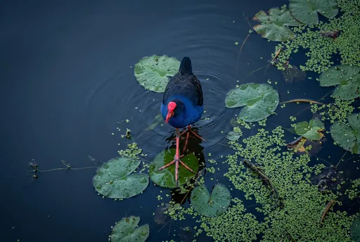 Overhead View of Pukeko on Lily Pads