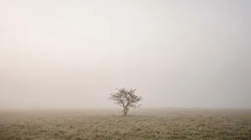 Lone Tree in Misty Grassy Field