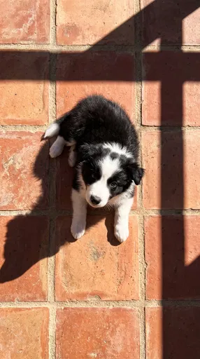 Border Collie Puppy on Terracotta Tiles