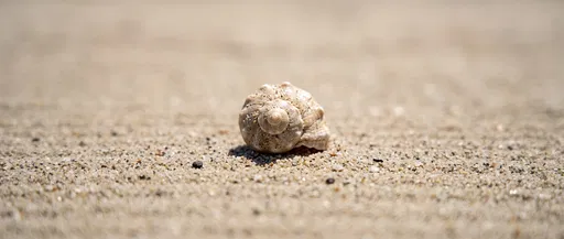 Weathered Spiral Seashell on Beige Sand