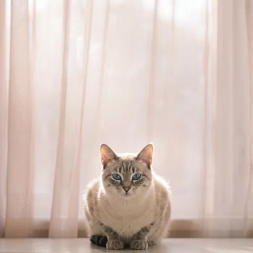 Lynx Point Tabby Cat Before Curtain