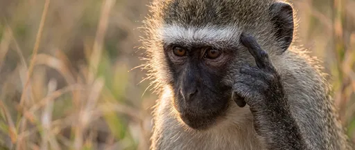 Vervet Monkey Thinking in Golden Hour