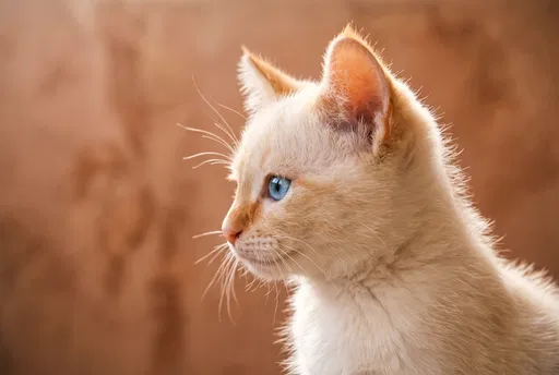 Flame Point Siamese Kitten in Profile