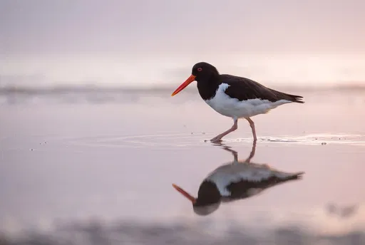 Eurasian Oystercatcher Wading in Shallow Water