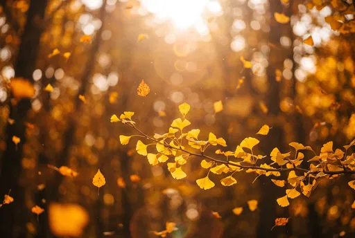 Golden Ginkgo Branch in Autumn Sunlight
