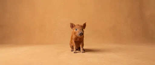 Ginger Piglet Sitting on Warm Backdrop