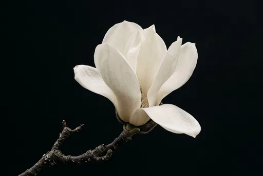White Magnolia Blossom on Black Background