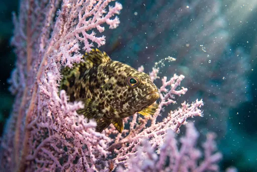 Spotted Grouper Peeking Through Pink Coral