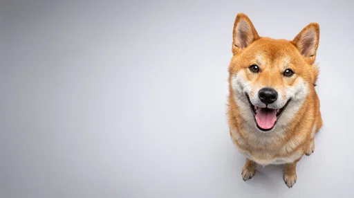 Happy Shiba Inu on Grey Background