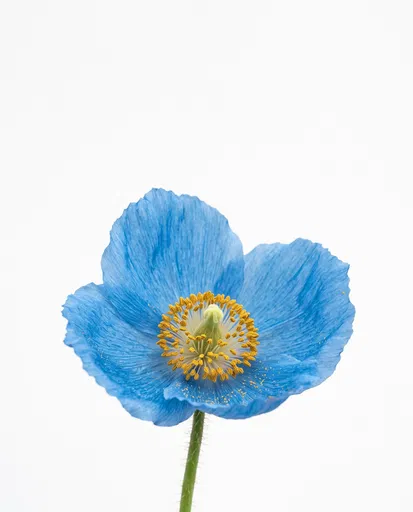 Blue Himalayan Poppy on White Background