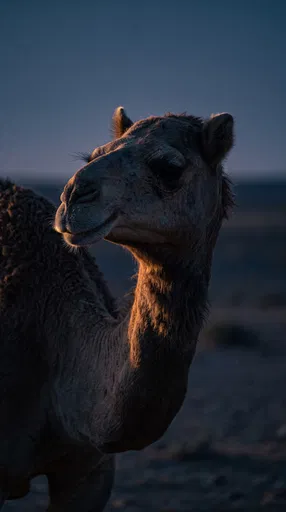 Camel Portrait in Twilight Shadow