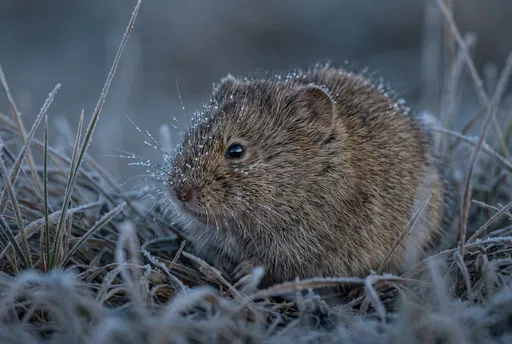 Vole Huddled in Frosted Grass at Dawn