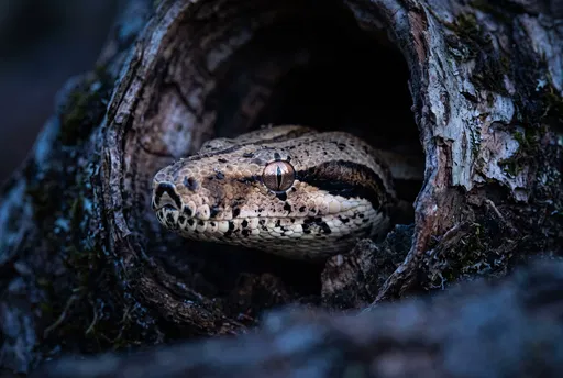 Boa Constrictor Emerging From Hollow Log