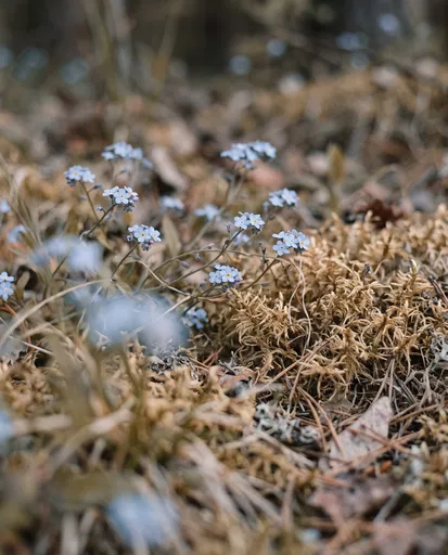 Pale Blue Forget-Me-Nots in Dry Moss