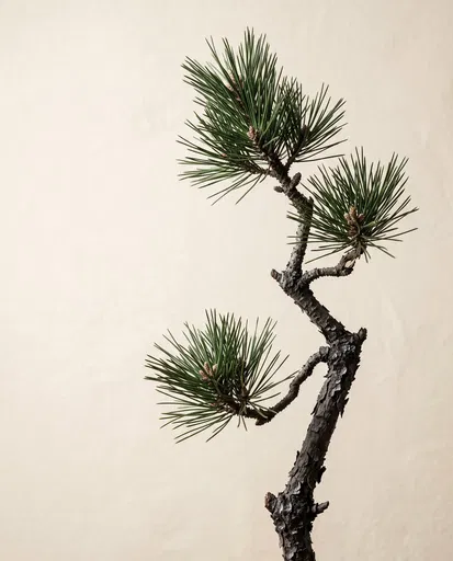 Minimalist Japanese Black Pine Branch